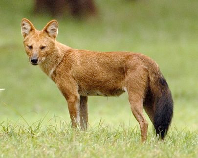 Critically endangered dhole